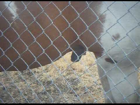 2 Guys 1 Horse Video